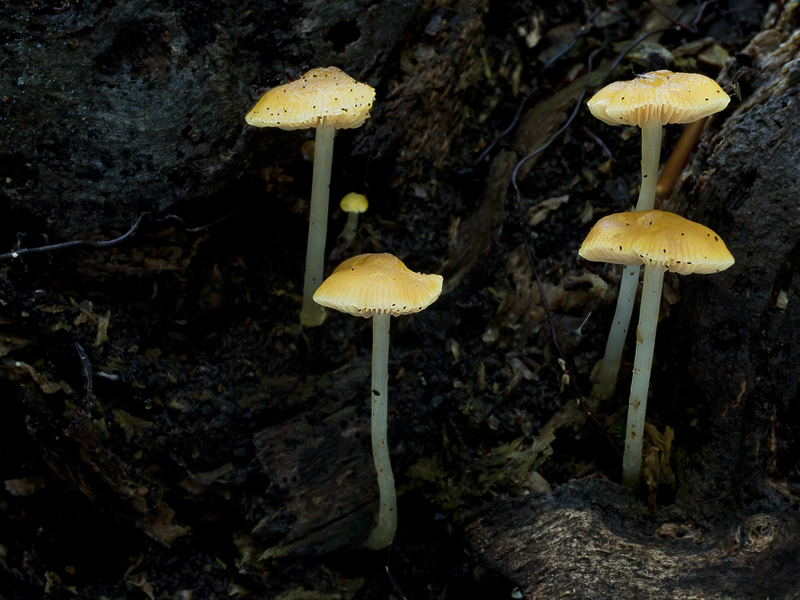 Pluteus chrysophaeus